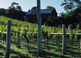 Goona Warra Vineyard - Accommodation Asia 1