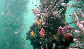 Underwater Sports Diving Centre - Accommodation Asia 2