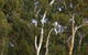 Heysen - The Cedars - thumb 2