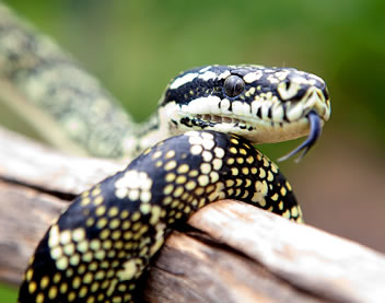 Reptile Encounters - Accommodation Guide 0