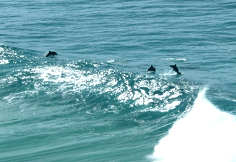 Beach Trekkers North Stradbroke Island - Accommodation Guide 2