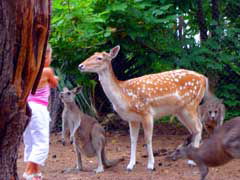 Birdland Animal Park - Accommodation Asia 4