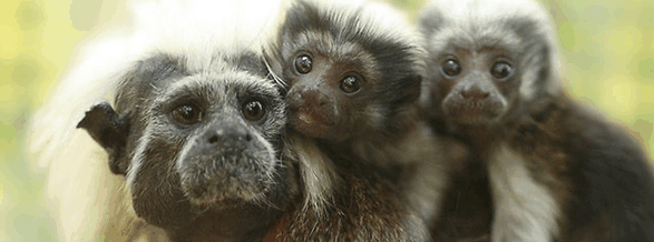 Alma Park Zoo - Accommodation China 3