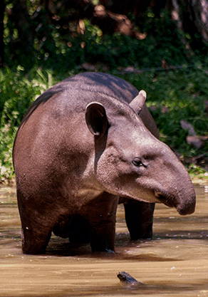Alma Park Zoo - Accommodation China 4