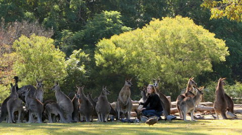 Lone Pine Koala Sanctuary - Accommodation Asia 1