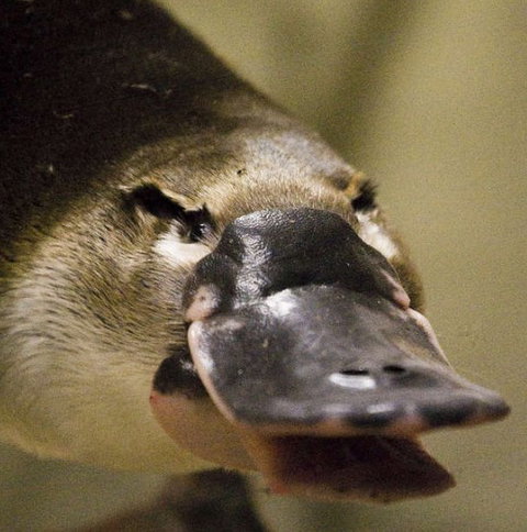 Lone Pine Koala Sanctuary - Accommodation Asia 2