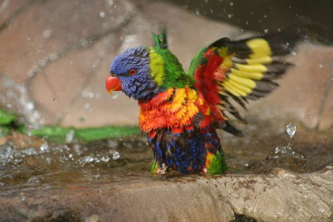 Lone Pine Koala Sanctuary - Accommodation Asia 5