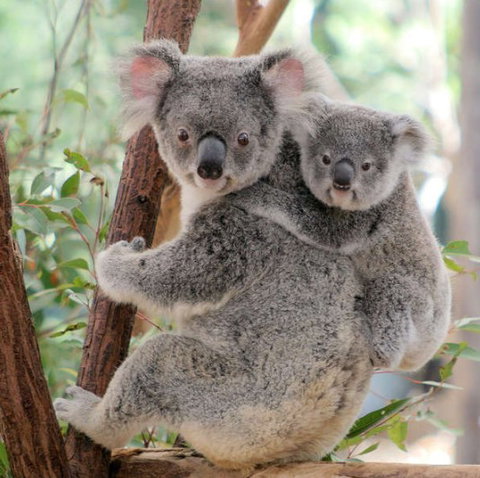 Lone Pine Koala Sanctuary - Accommodation Asia 6