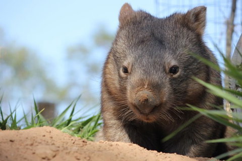 Lone Pine Koala Sanctuary - Accommodation Asia 7