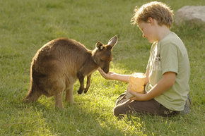 Cleland Wildlife Park - Accommodation Asia 4