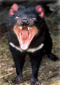 Zoo Doo Wildlife Park - Accommodation Guide 4