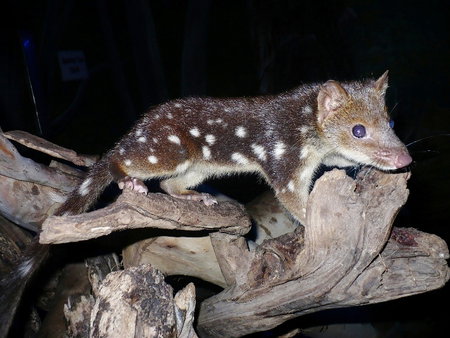 East Coast Natureworld - Accommodation Asia 5