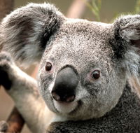 Potoroo Palace