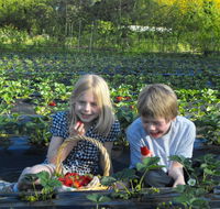 Blue Hills Berries  Cherries - Accommodation Guide