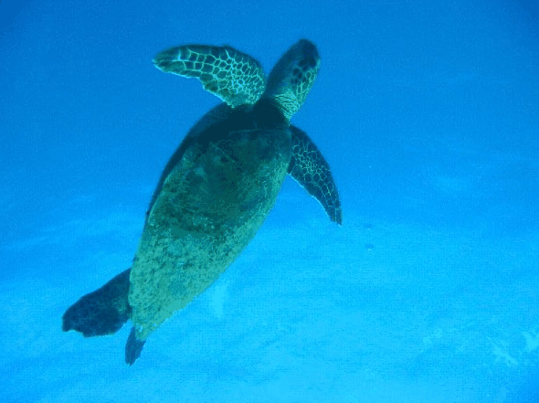 Big Cat Reality - Accommodation China 0