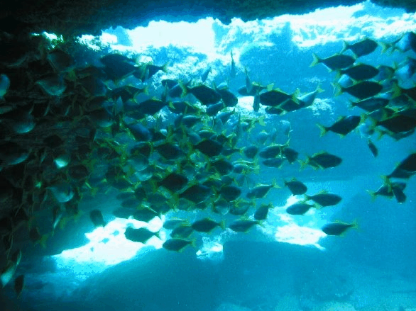 Big Cat Reality - Accommodation China 3