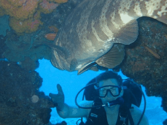 Big Cat Reality - Accommodation China 4