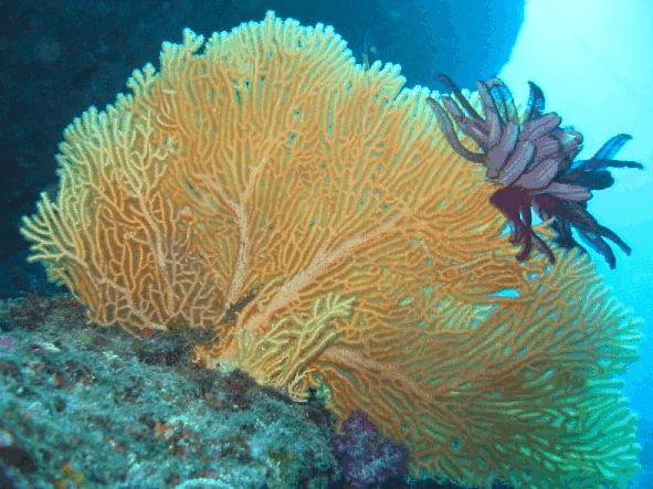 Big Cat Reality - Accommodation China 5