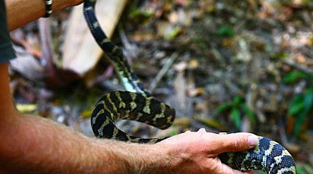 Queensland Day Tours - Accommodation Asia 1
