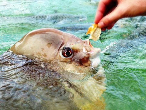 Aquascene Fish Feeding Sanctuary - Accommodation China 1