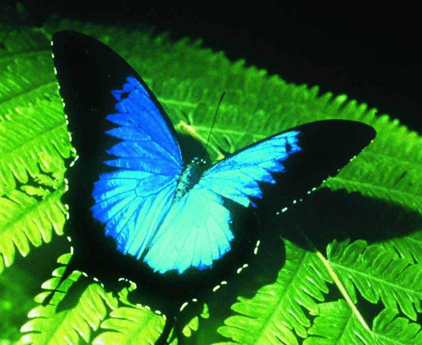 Australian Butterfly Sanctuary - Accommodation Guide