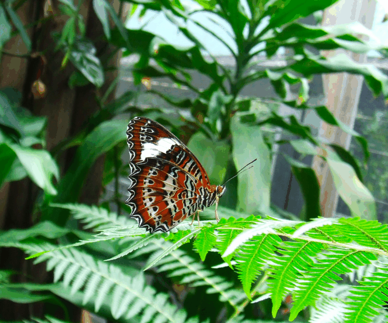 Australian Butterfly Sanctuary - Accommodation China 1