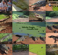 The Malcolm Douglas Crocodile Park - Accommodation Asia