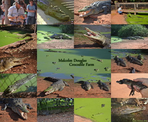 The Malcolm Douglas Crocodile Park - Accommodation Asia 0