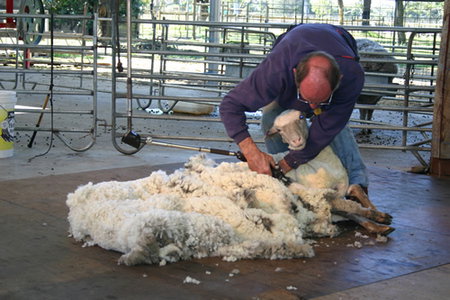 Caversham Wildlife Park - Accommodation China 3