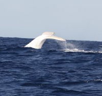 Australian Whale Watching - Accommodation Guide