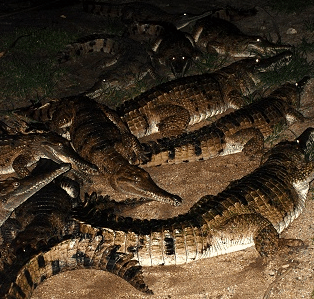 Cairns Night Zoo - Accommodation Guide 3