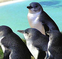 Rockingham Wild Encounters - Accommodation Guide