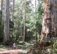 Warren River Loop Walk - Accommodation Guide
