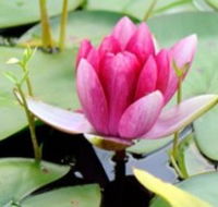 The Lotus Day Spa and Retreat