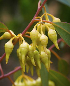 Mount Short Scenic Drive - Accommodation Guide 0