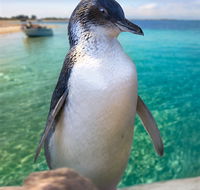 Penguin Island - Accommodation Guide
