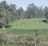 Scenic Drives - Bunbury Collie Donnybrook - Accommodation Asia