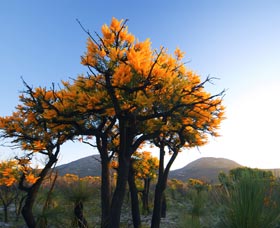 Cape Le Grand National Park - Accommodation Asia 0