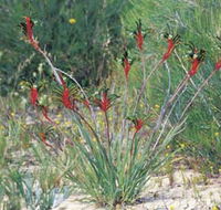 Kalbarri Wildflower Centre - Accommodation Guide