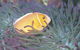 Rowley Shoals - thumb 0