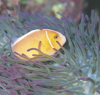 Rowley Shoals - Accommodation Asia