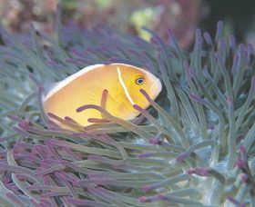 Rowley Shoals - Accommodation Asia 0