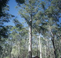 Diamond Tree Lookout Manjimup - Accommodation Asia