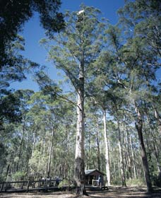 Diamond Tree Lookout Manjimup - Accommodation Asia 0