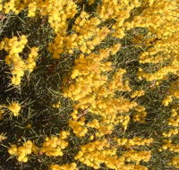 Dalwallinu Remnant Bushland - Accommodation Guide