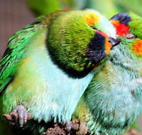 Rainbow Jungle - The Australian Parrot Breeding Centre - Accommodation Guide