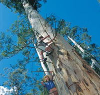 Dave Evans Bicentennial Tree - Accommodation Guide