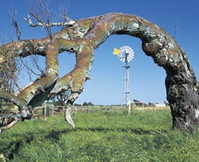Greenough Leaning Trees - Accommodation Asia 0