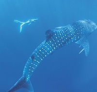 Ningaloo Marine Park - Accommodation Guide