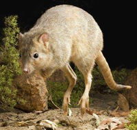 Kanyana Wildlife - Accommodation Guide
